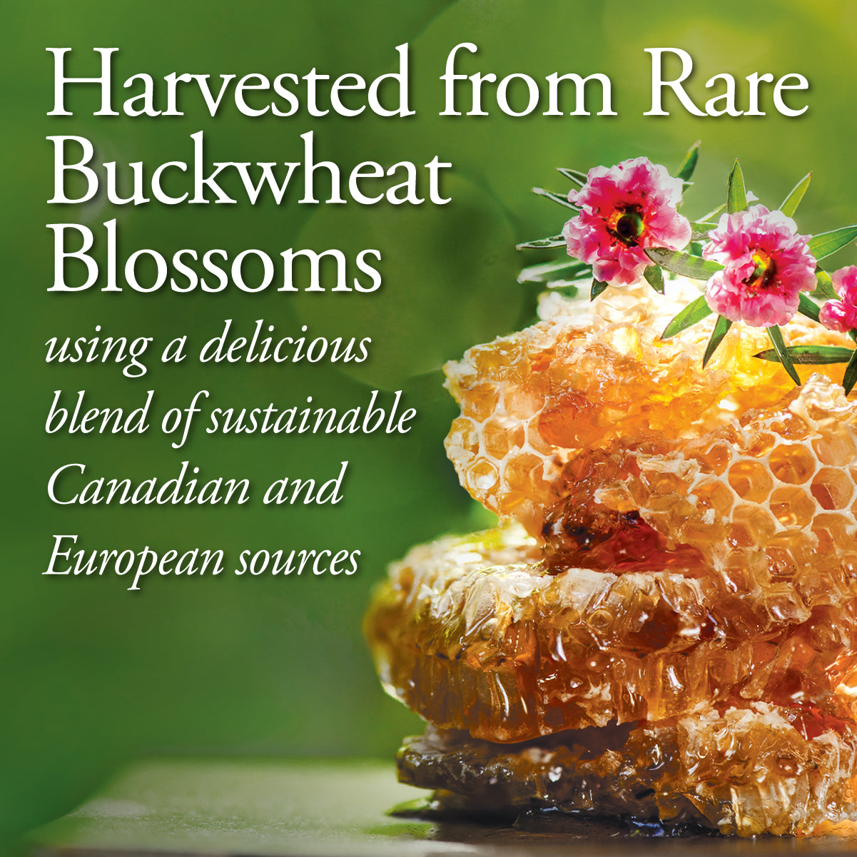 Buckwheat Honey